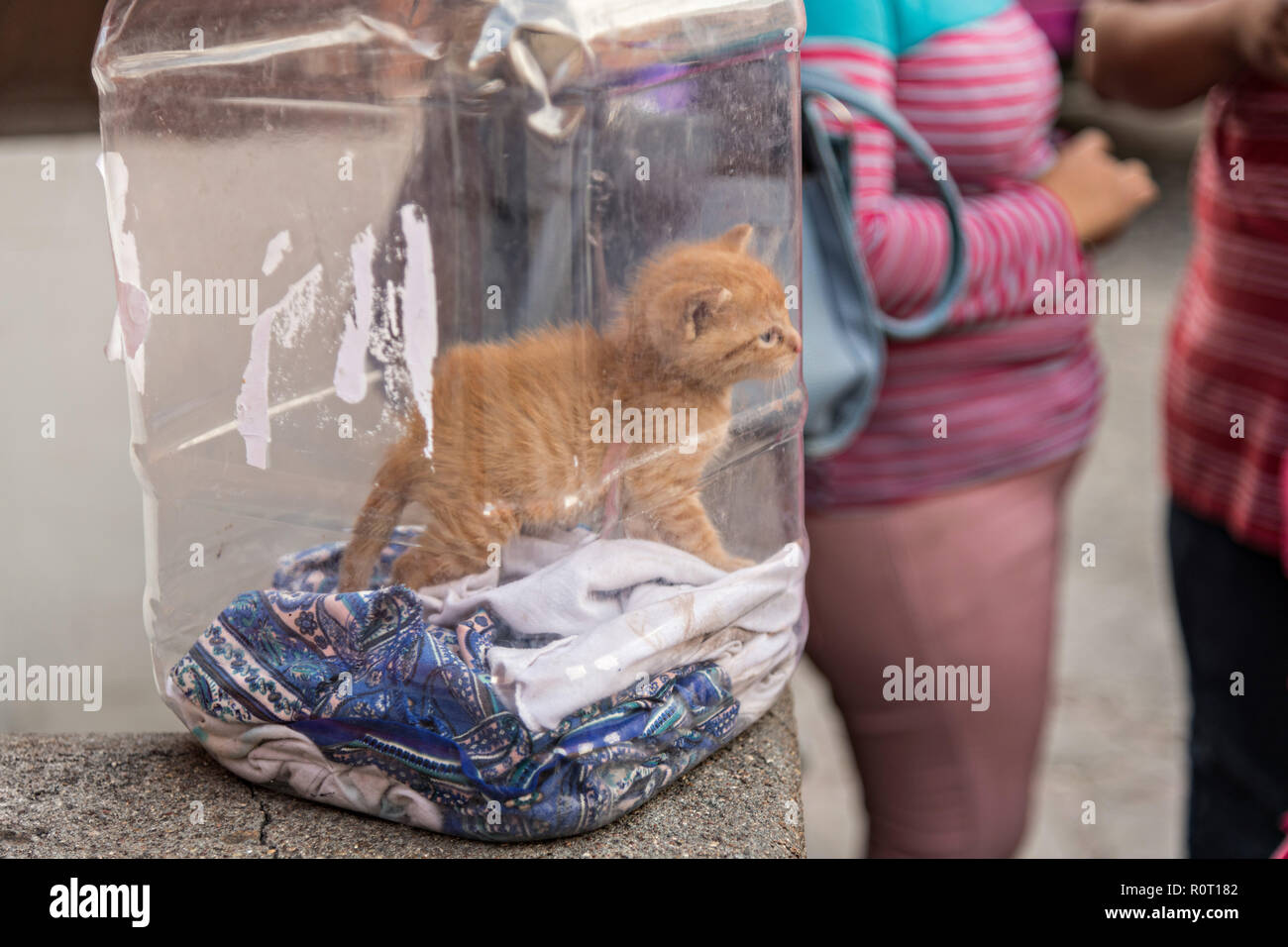 Un jeune chaton en cours dans un récipient en plastique à San Miguel de Allende, Mexique. Banque D'Images
