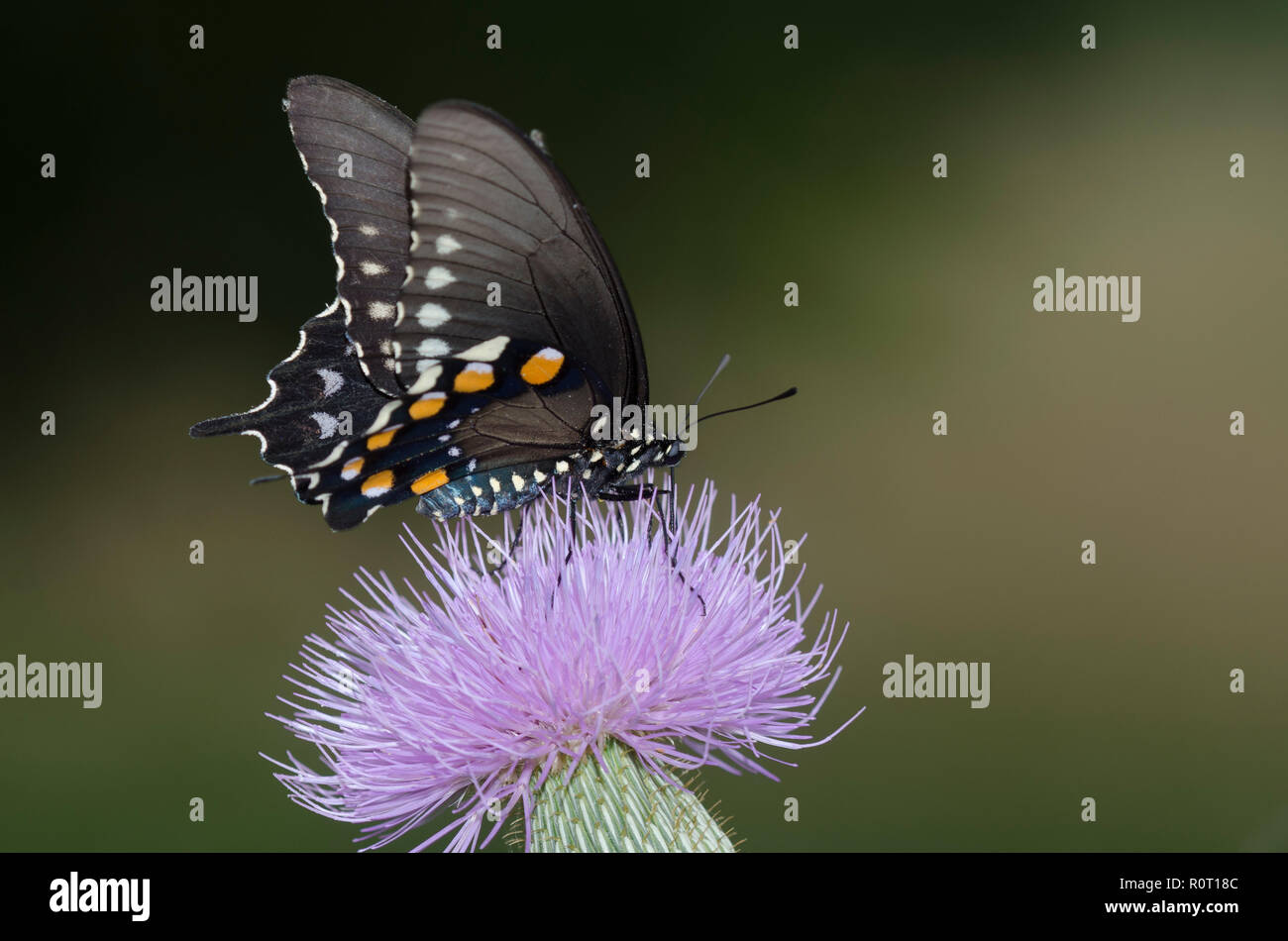 Pipevine Swallowtail, battus philenor, sur thistle, Cirsium sp. Banque D'Images