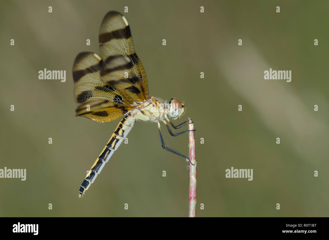 Fanion Halloween, Celithemis eponina, femme Banque D'Images