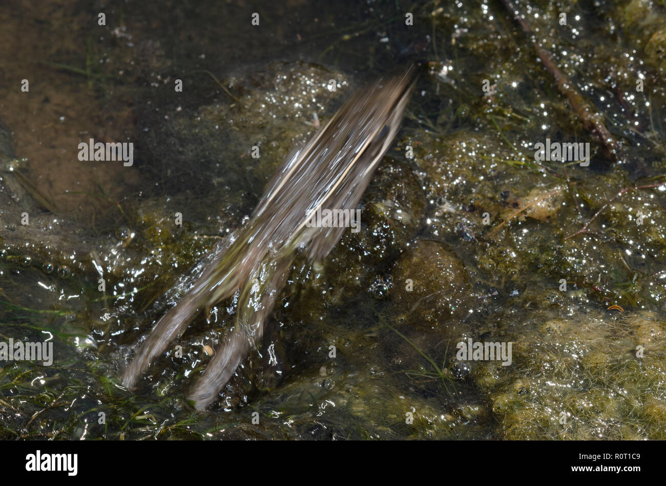 Le sud de grenouille léopard, Lithobates sphenocephala, saut Banque D'Images