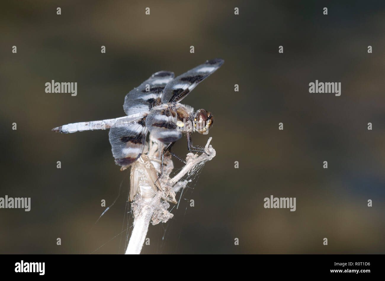 Douze-spotted Skimmer, Libellula pulchella Banque D'Images