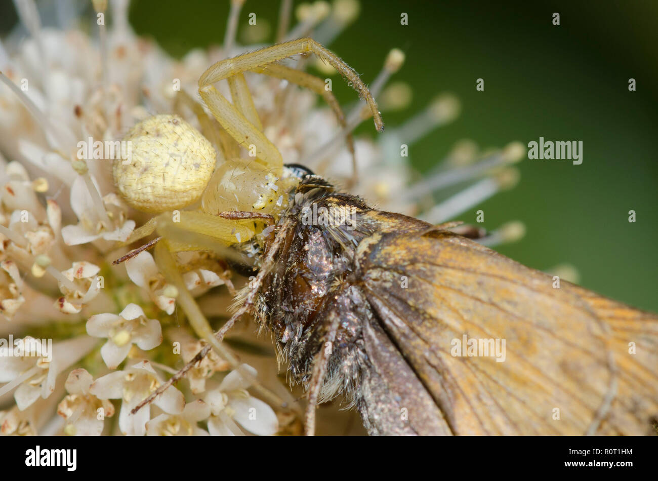 Araignée crabe, Mecaphesa sp., avec Sachem, Atalopedes huron, sur boutonnière, Cephalanthus occidentalis Banque D'Images