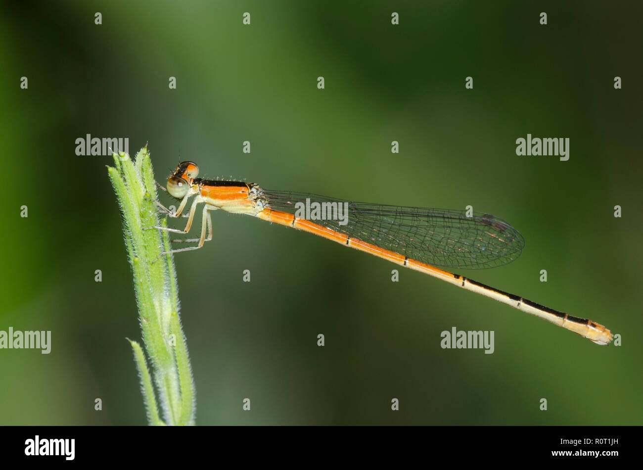 Citrine Forktail, d'Ischnura hastata, femme Banque D'Images