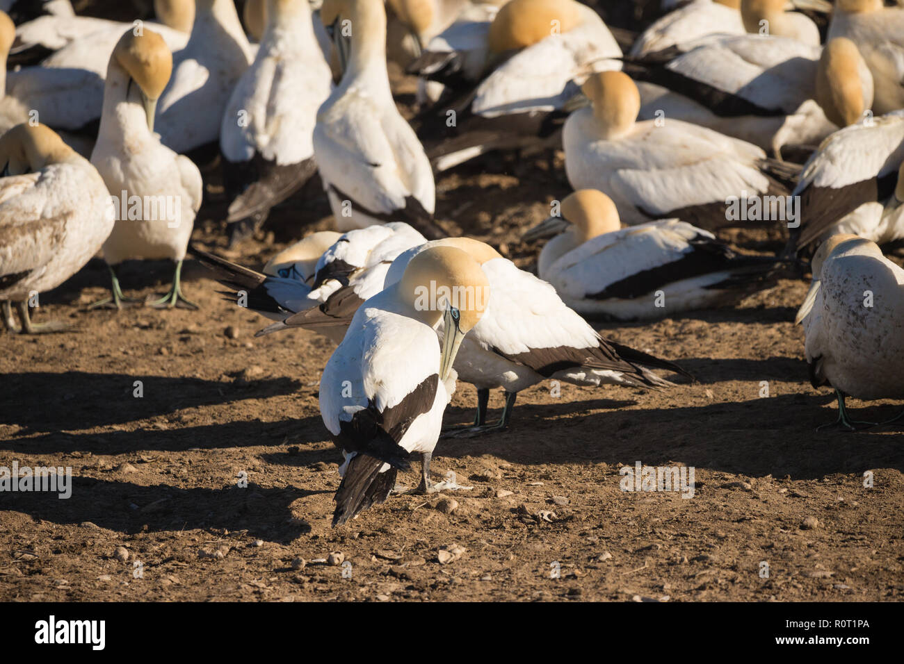 Cape de Bassan (Morus capensis) se lisser l'île aux oiseaux à Lamberts Bay, Afrique du Sud Banque D'Images