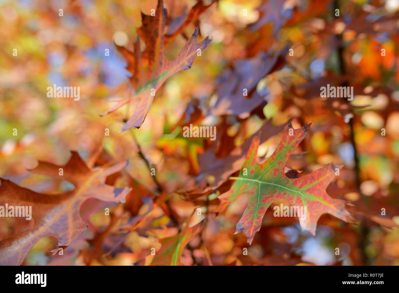 Détails colorés de l'automne et les feuilles des arbres Banque D'Images