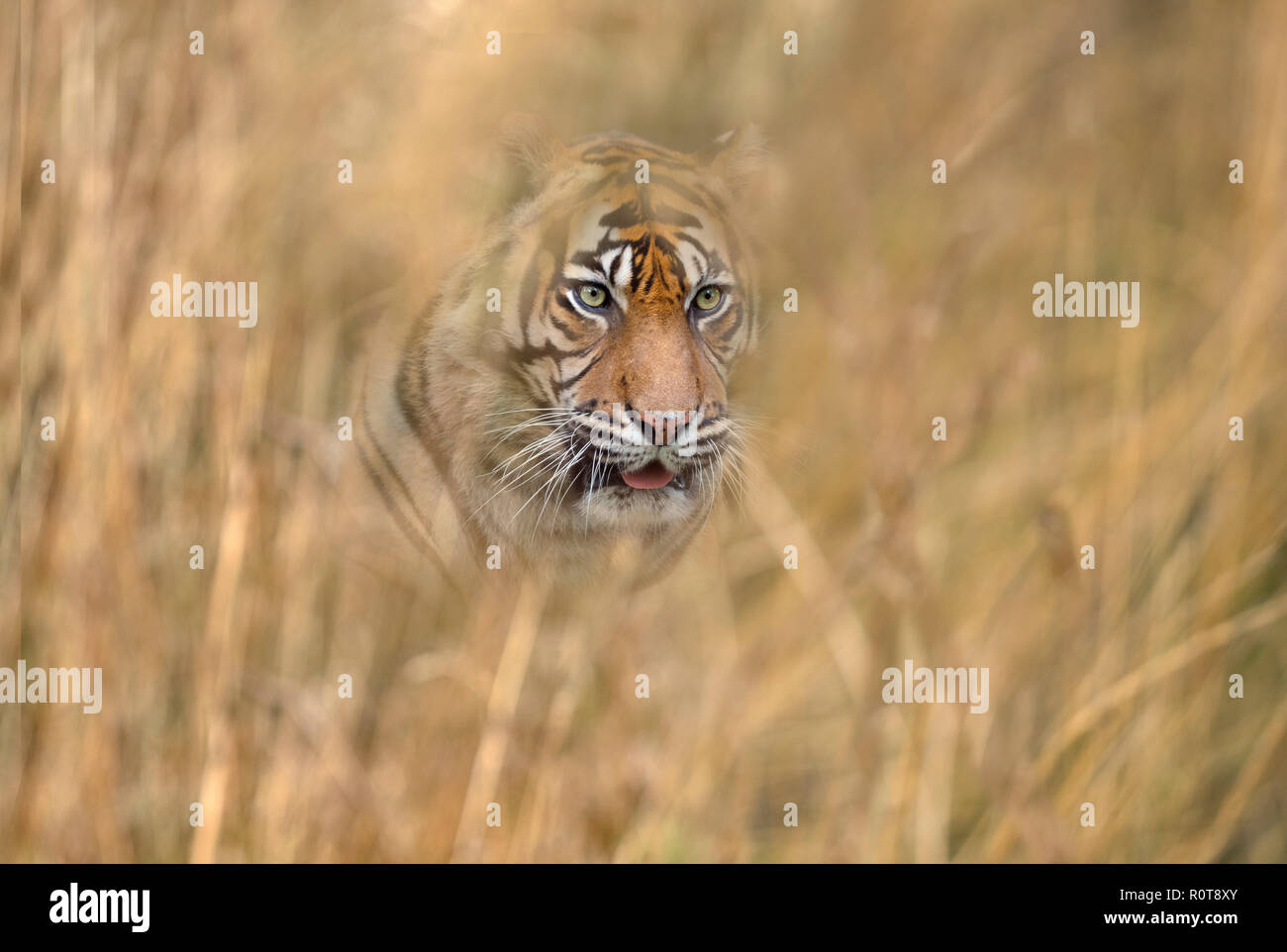 Tigre de Sumatra Panthera tigris sondaica prisonnier Banque D'Images