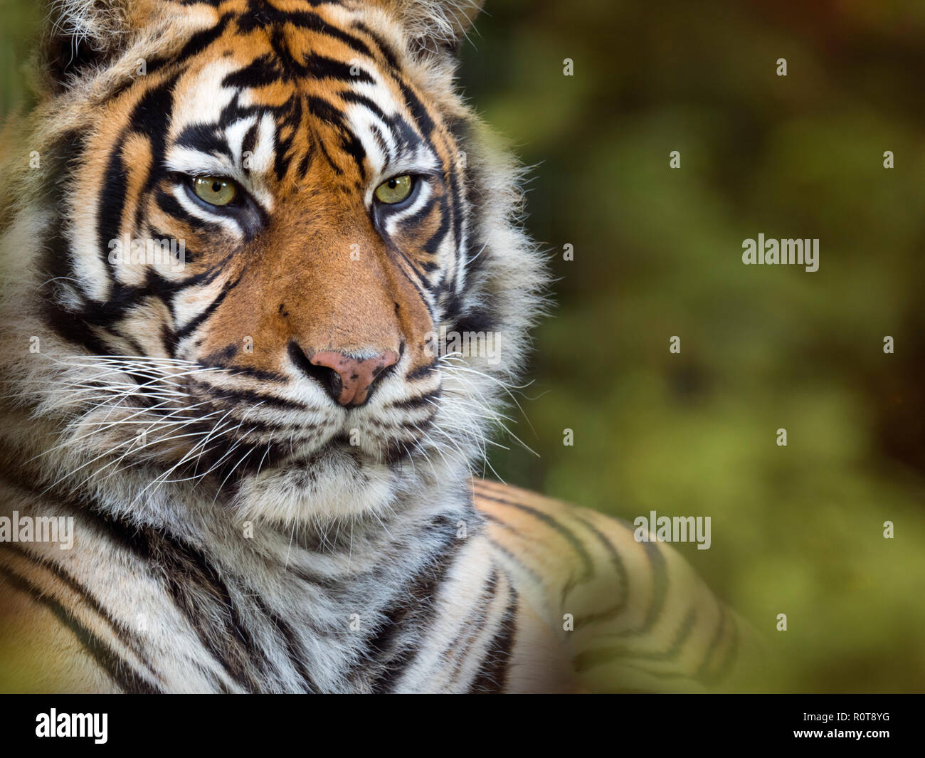 Tigre de Sumatra Panthera tigris sondaica prisonnier Banque D'Images