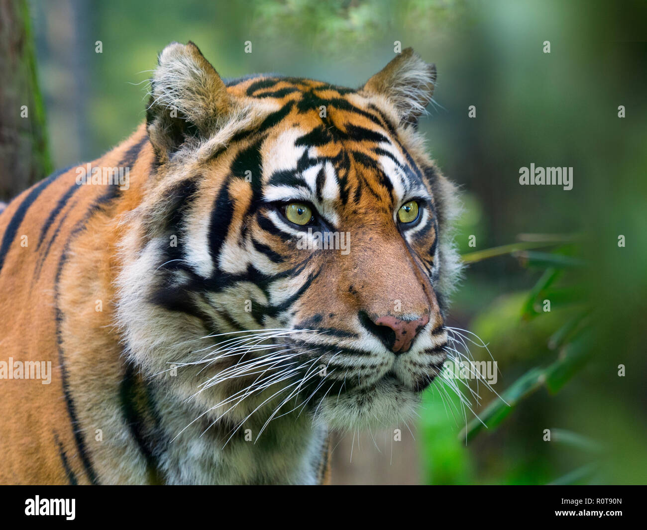 Tigre de Sumatra Panthera tigris sondaica prisonnier Banque D'Images