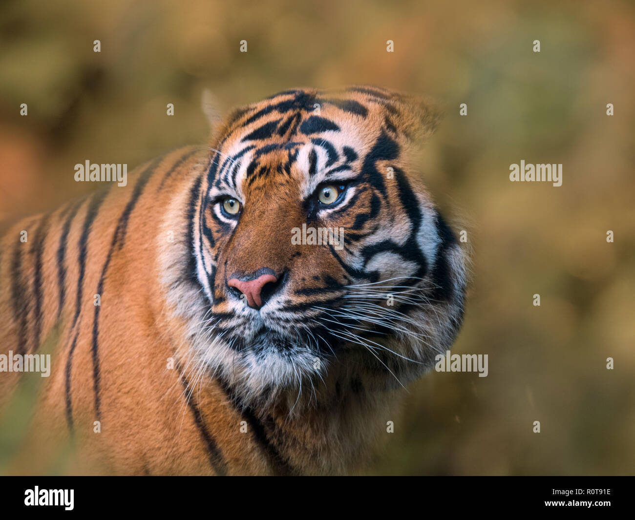 Tigre de Sumatra Panthera tigris sondaica prisonnier Banque D'Images