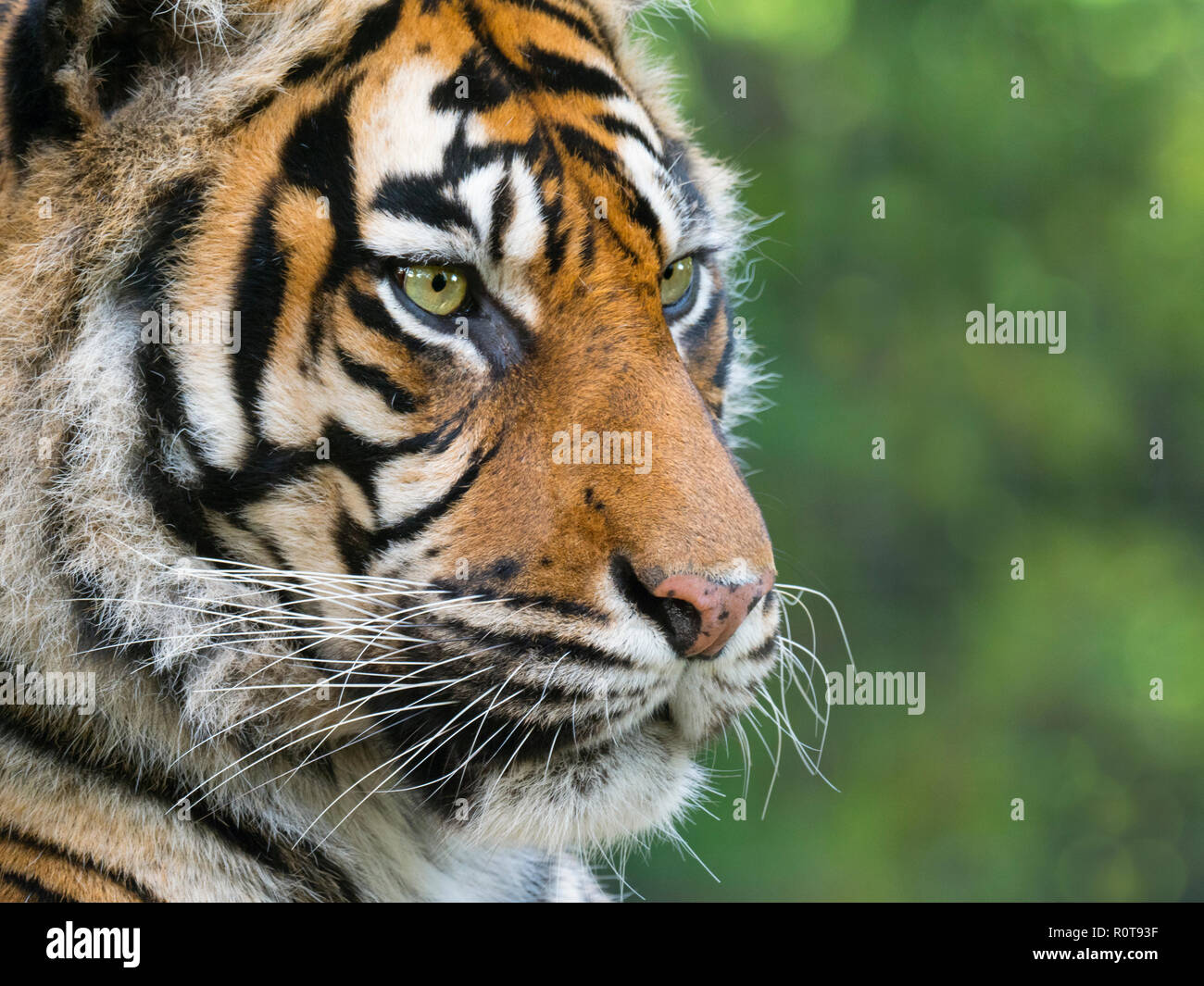 Tigre de Sumatra Panthera tigris sondaica prisonnier Banque D'Images