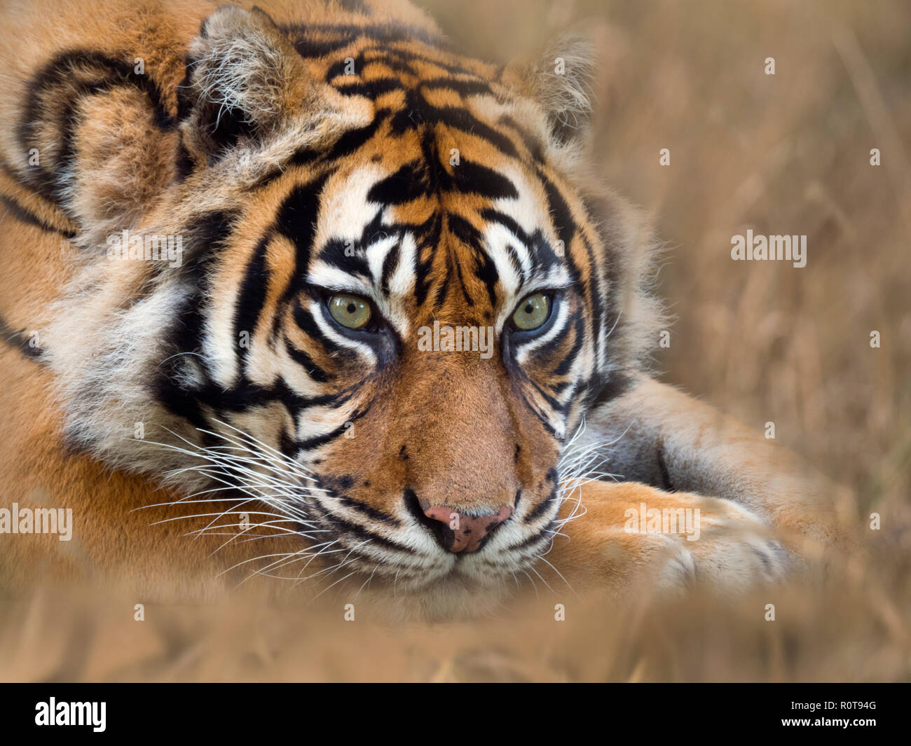 Tigre de Sumatra Panthera tigris sondaica prisonnier Banque D'Images