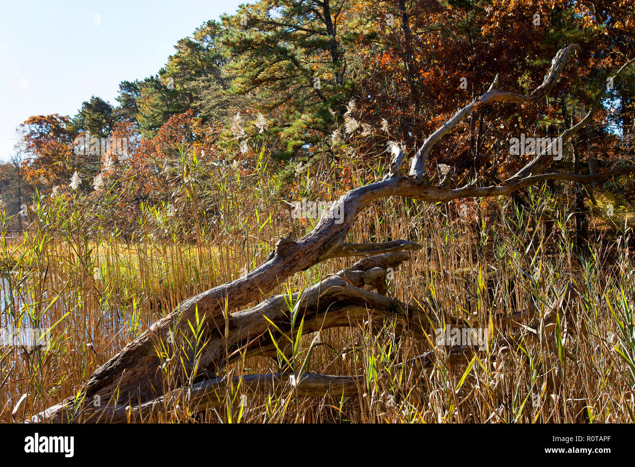 Un arbre tombé dans un marais du sud - Cape Cod, Yarmouth, Massachusetts, USA Banque D'Images