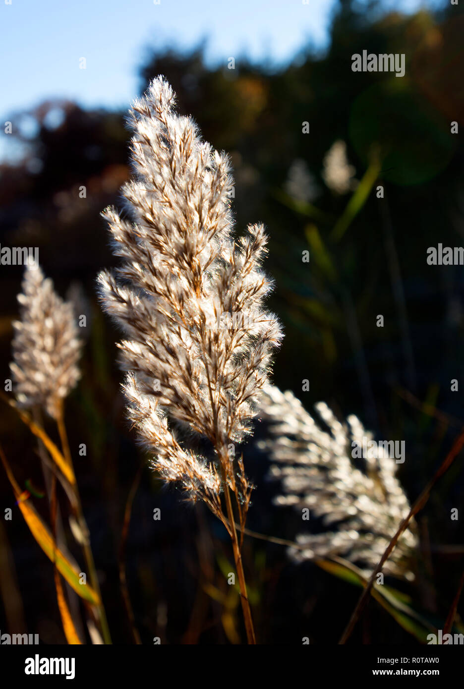 Une Cape Cod marsh de roseaux (Poaceae) en fin d'après-midi, Dennis, Massachusetts, USA. Banque D'Images