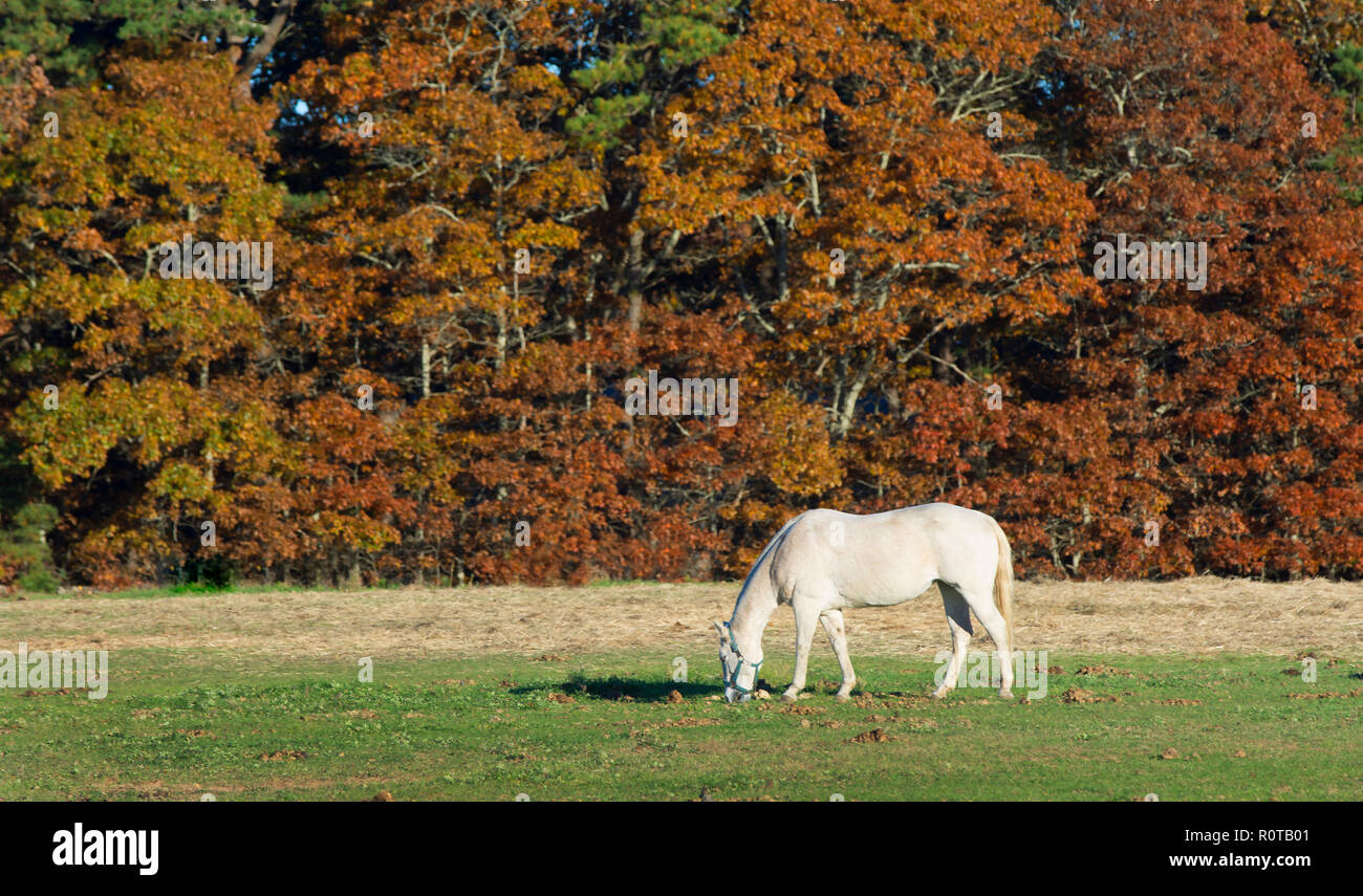 Un cheval blanc paissant dans South Dennis, Massachusetts, USA à Cape Cod Banque D'Images