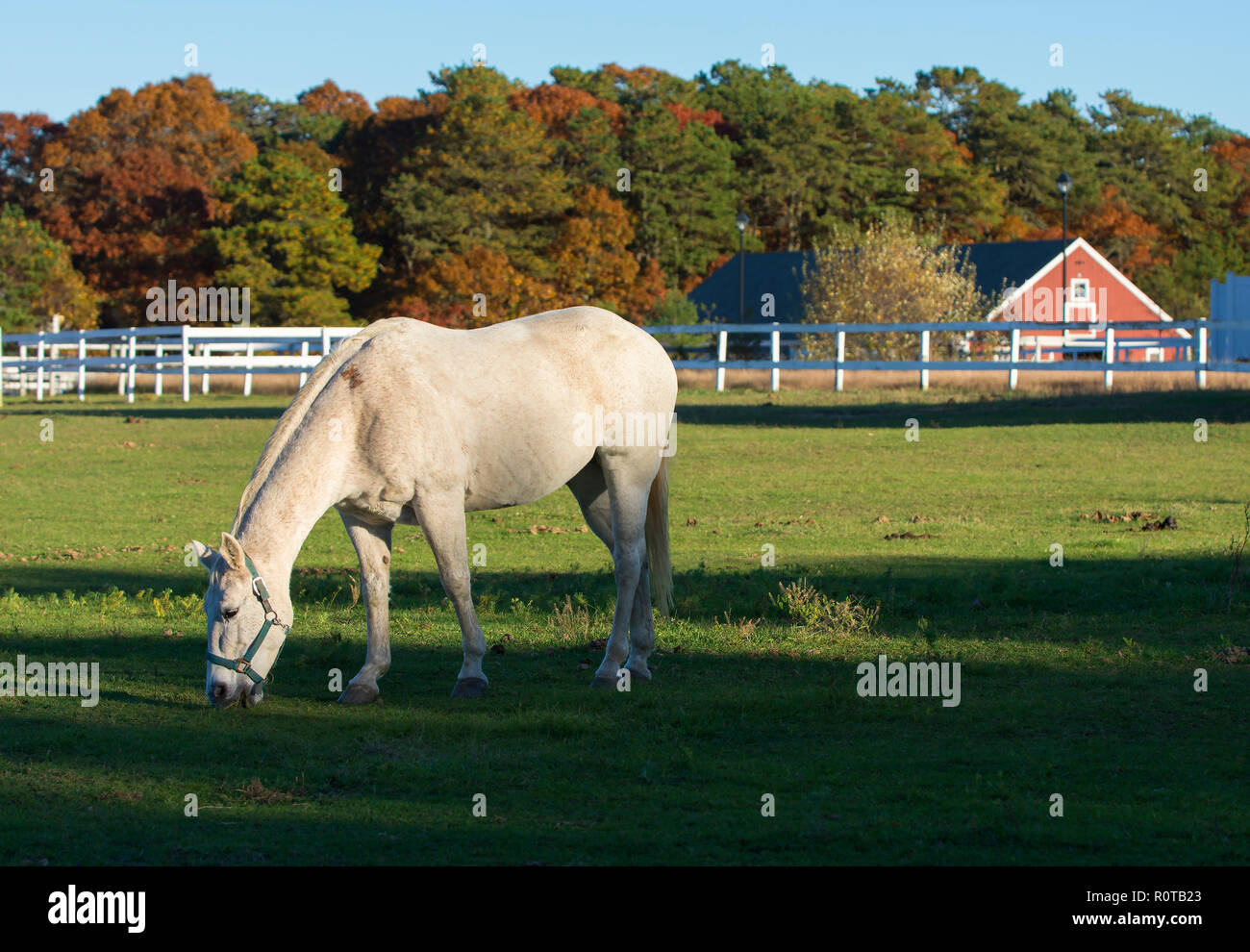 Un cheval blanc dans un pâturage South Dennis, Massachusetts, USA domaine Banque D'Images