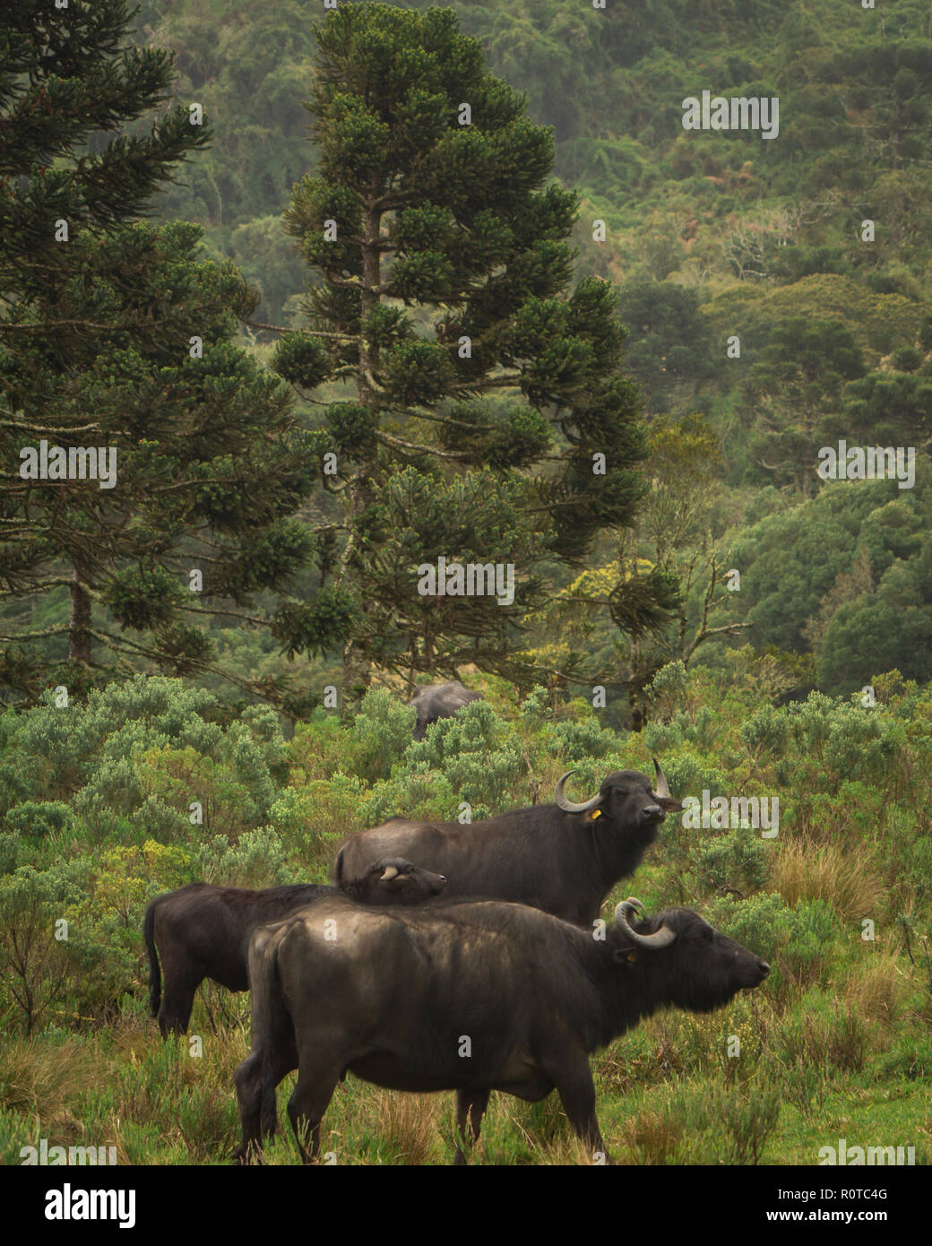 Des buffles à greend terrain avec pins araucaria au contexte Banque D'Images