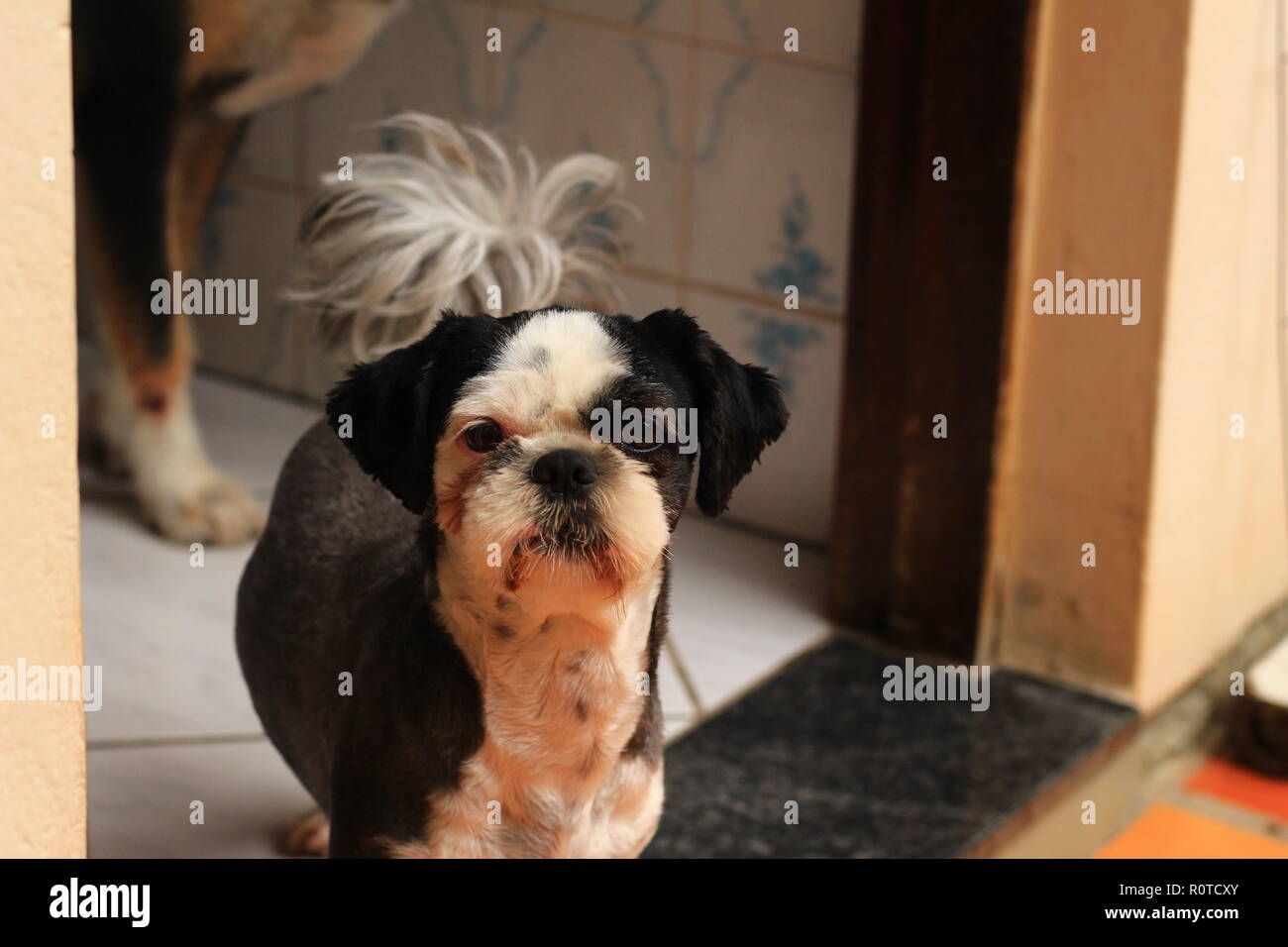 Le Noir Et Blanc Petit Chien Shih Tzu Looking Up Banque D