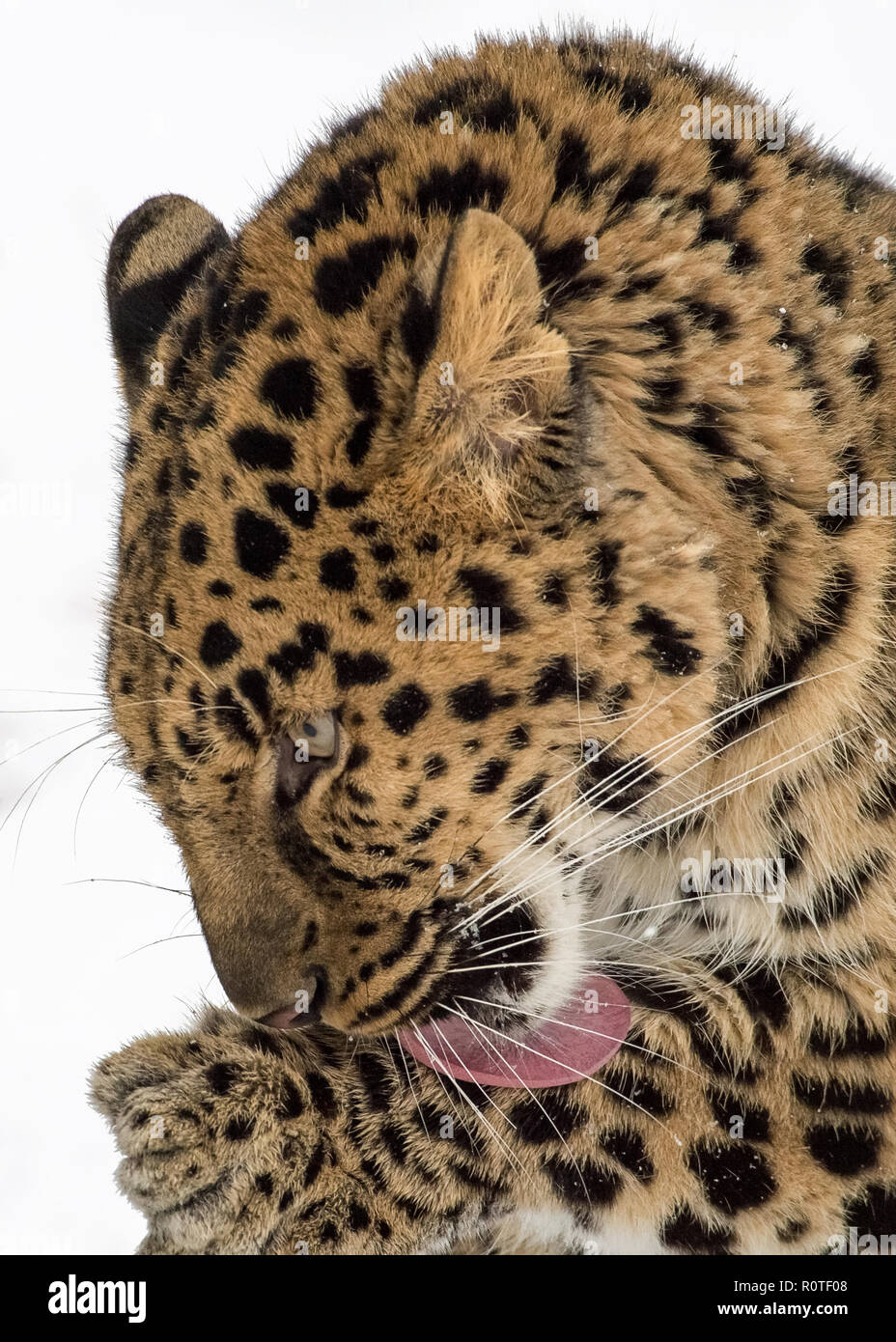 Amur Leopard Portrait isolé sur fond blanc Banque D'Images