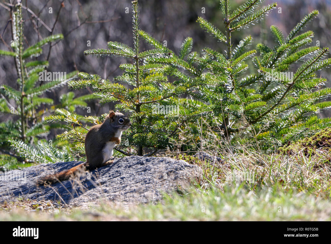 Un écureuil gris witting sur ses hanches dans le parc national du mont Mégantic, Québec, Canada Banque D'Images