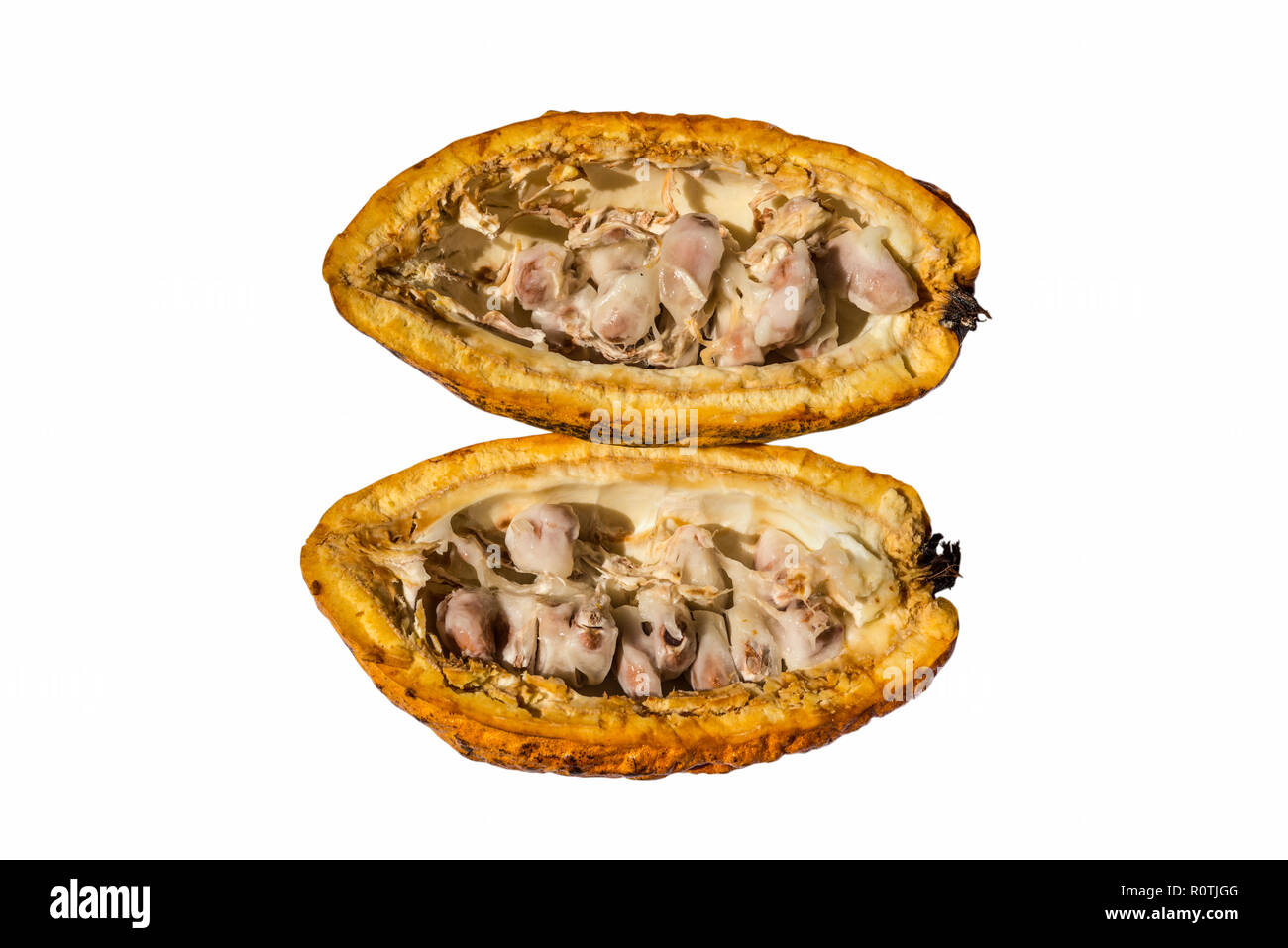 Cacao frais (cacao) avec la moitié des fruits tranchés et isolé sur fond blanc Banque D'Images