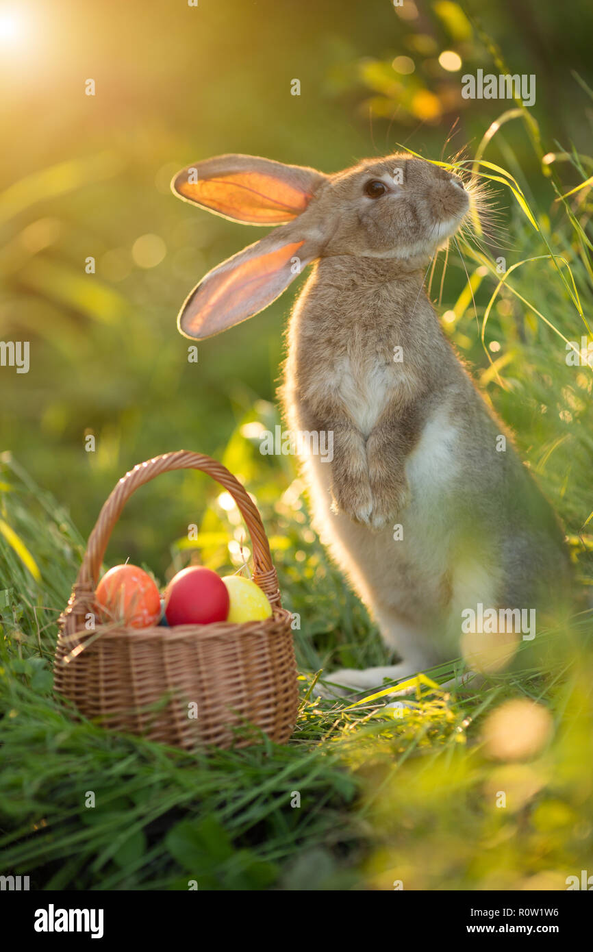 Lapin de Pâques avec un panier d'œufs. Happy Easter Bunny sur une carte sur leurs pattes avec des fleurs au coucher du soleil. Lièvre mignon Banque D'Images