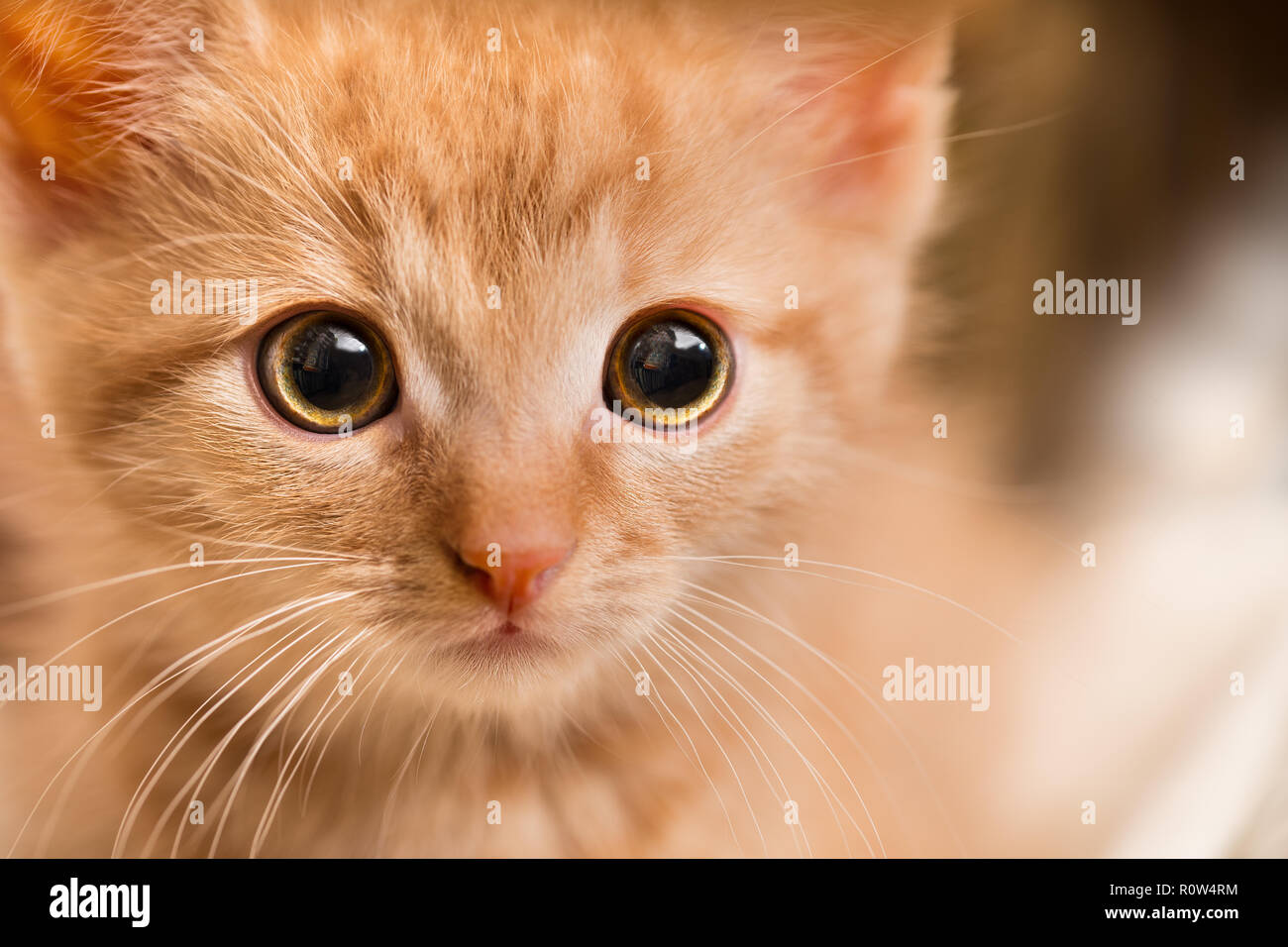 Portrait de chaton de gingembre. Chat domestique 8 semaines. Felis silvestris catus. Peu tabby kitty regardant face caméra. Close-up d'un curieux animal effrayé. Banque D'Images