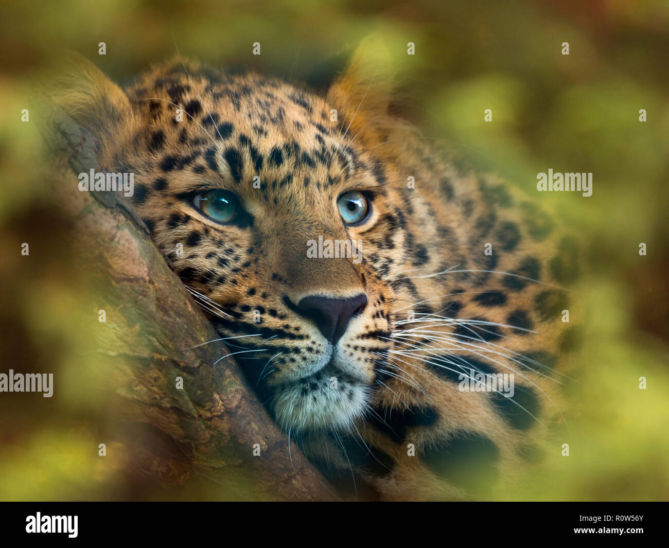 Panthère Panthera pardus orientalis prisonnier Banque D'Images