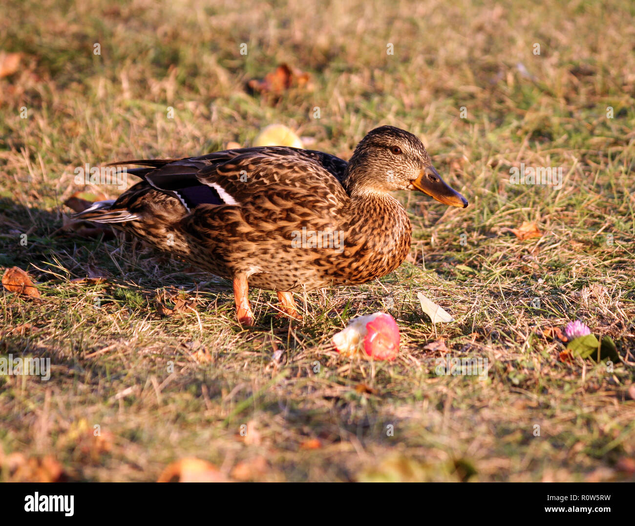 Un canard jaune marron se dresse sur l'herbe d'automne dans un verger de pommiers et le mordu pomme rouge se trouve à côté de lui, la végétation est sèche, c'est éclairé par Banque D'Images