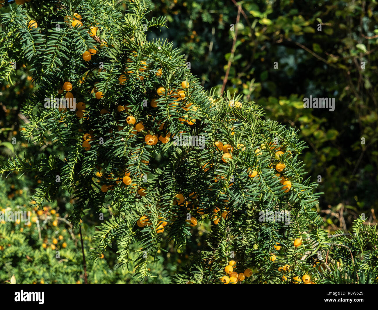 Une branche de l'If Taxus baccata grainées jaune Lutea Banque D'Images