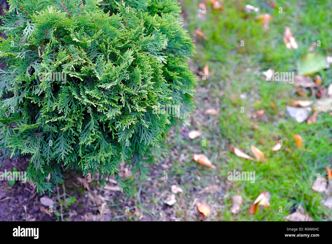 Landscape Gardening, cyprès, sapins nains avec les cônes Banque D'Images