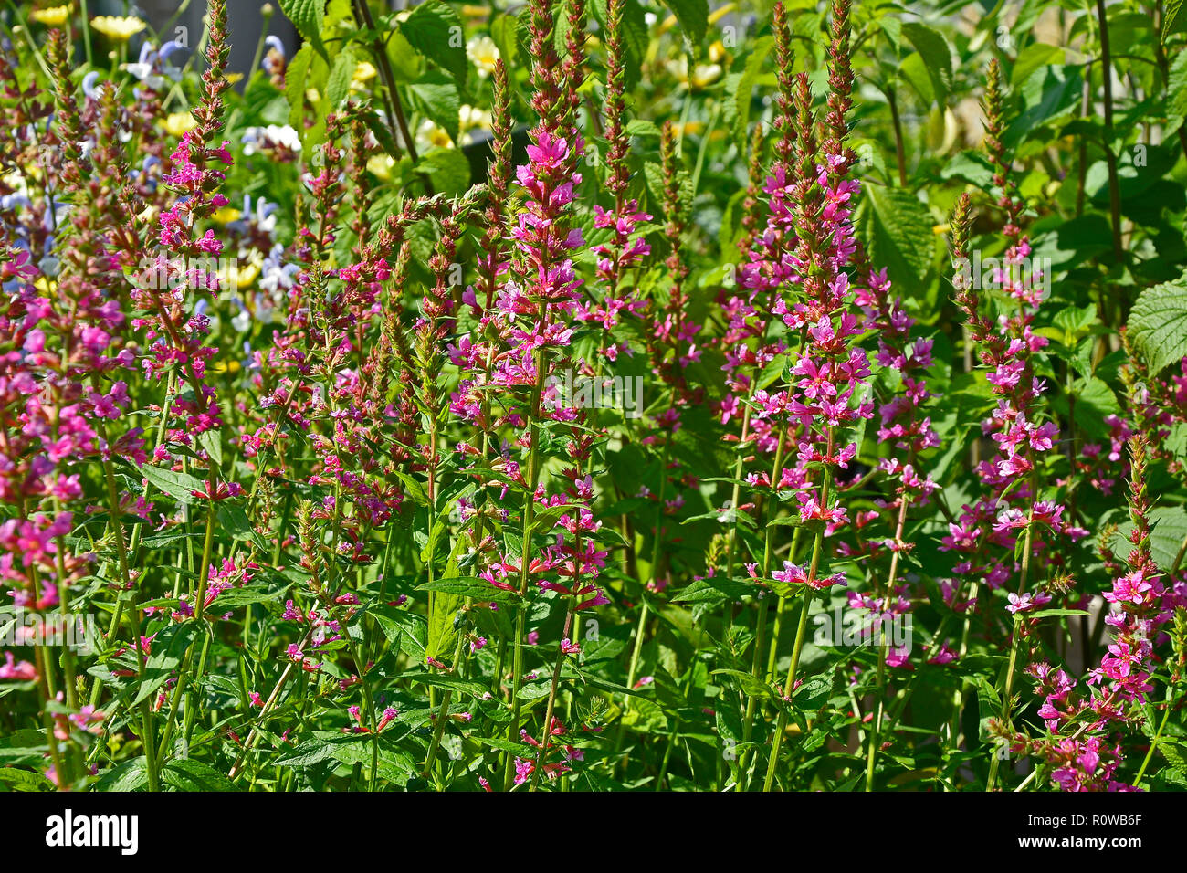 Gros plan d'une frontière de fleurs dans un jardin avec Lythrum salicaria 'Robert' Banque D'Images