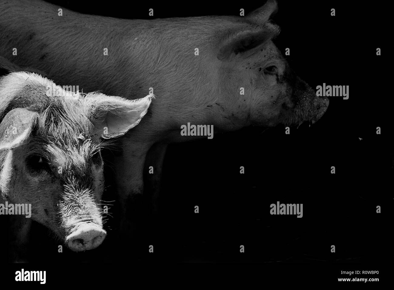 Portrait d'une deux cochon. effet d'un vieux film en noir et blanc avec du grain Banque D'Images