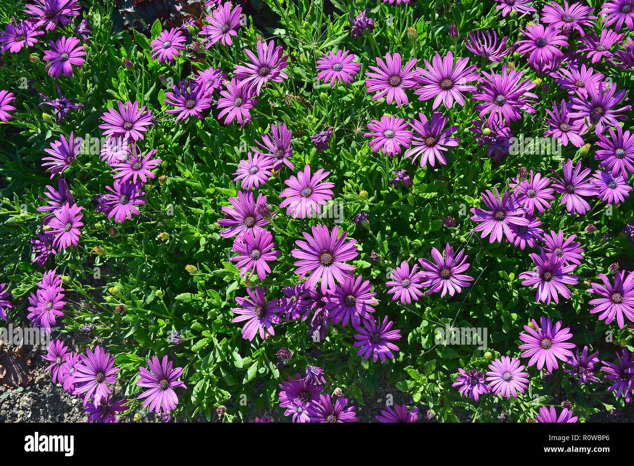 Close up d'un colouful fleur frontière avec l'Afrique de l'Osteospermum fleurs Daisy Banque D'Images