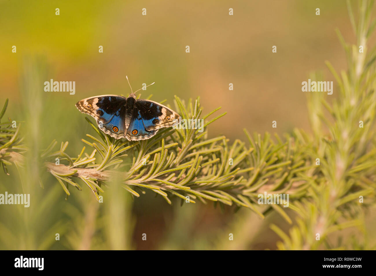 Junonia orithya mâle bleu (Pansy) est un nymphalid papillon avec de nombreuses sous-espèces se produisant à partir de l'Afrique, à travers le sud et le sud-est de l'Asie, et dans Banque D'Images