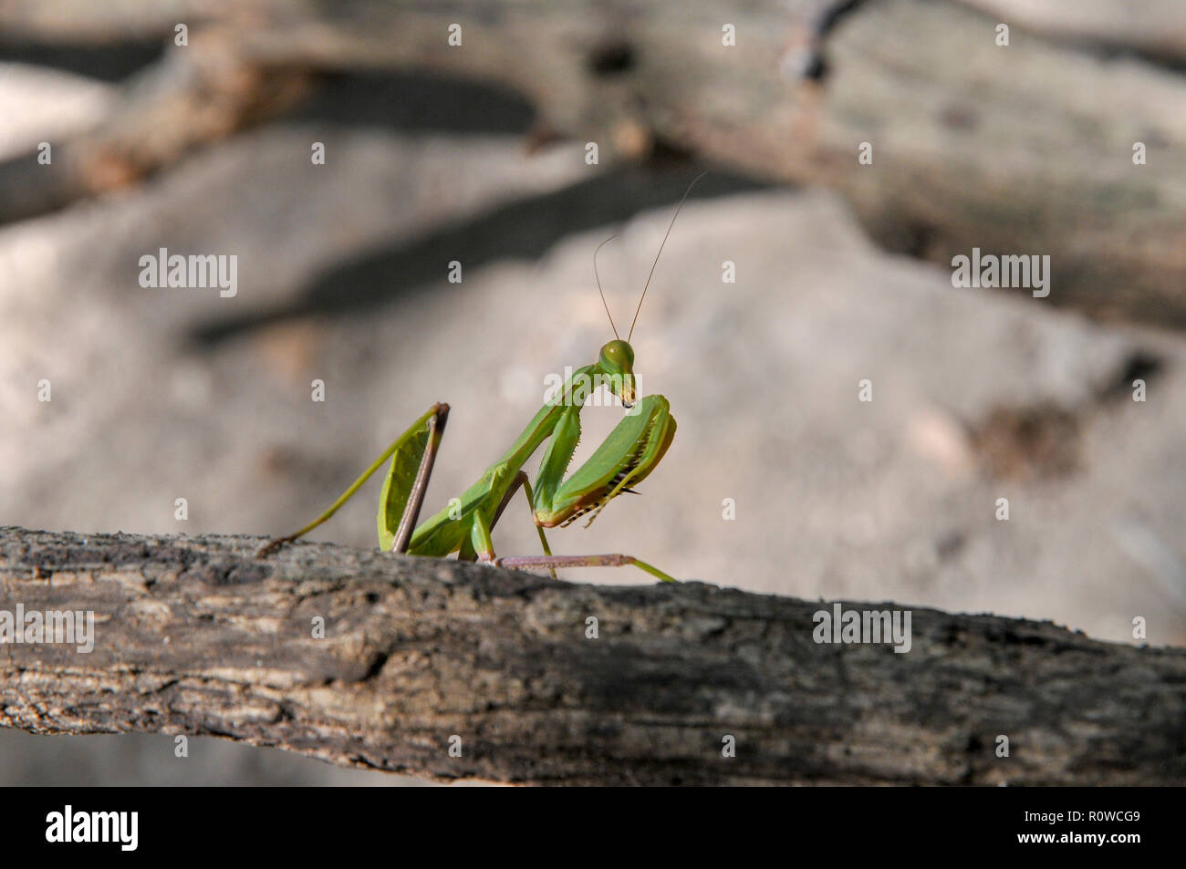 Mante religieuse verte (Sphodromantis viridis). Photographié dans la forêt Hanita, Galilée, Israël en Septembre Banque D'Images