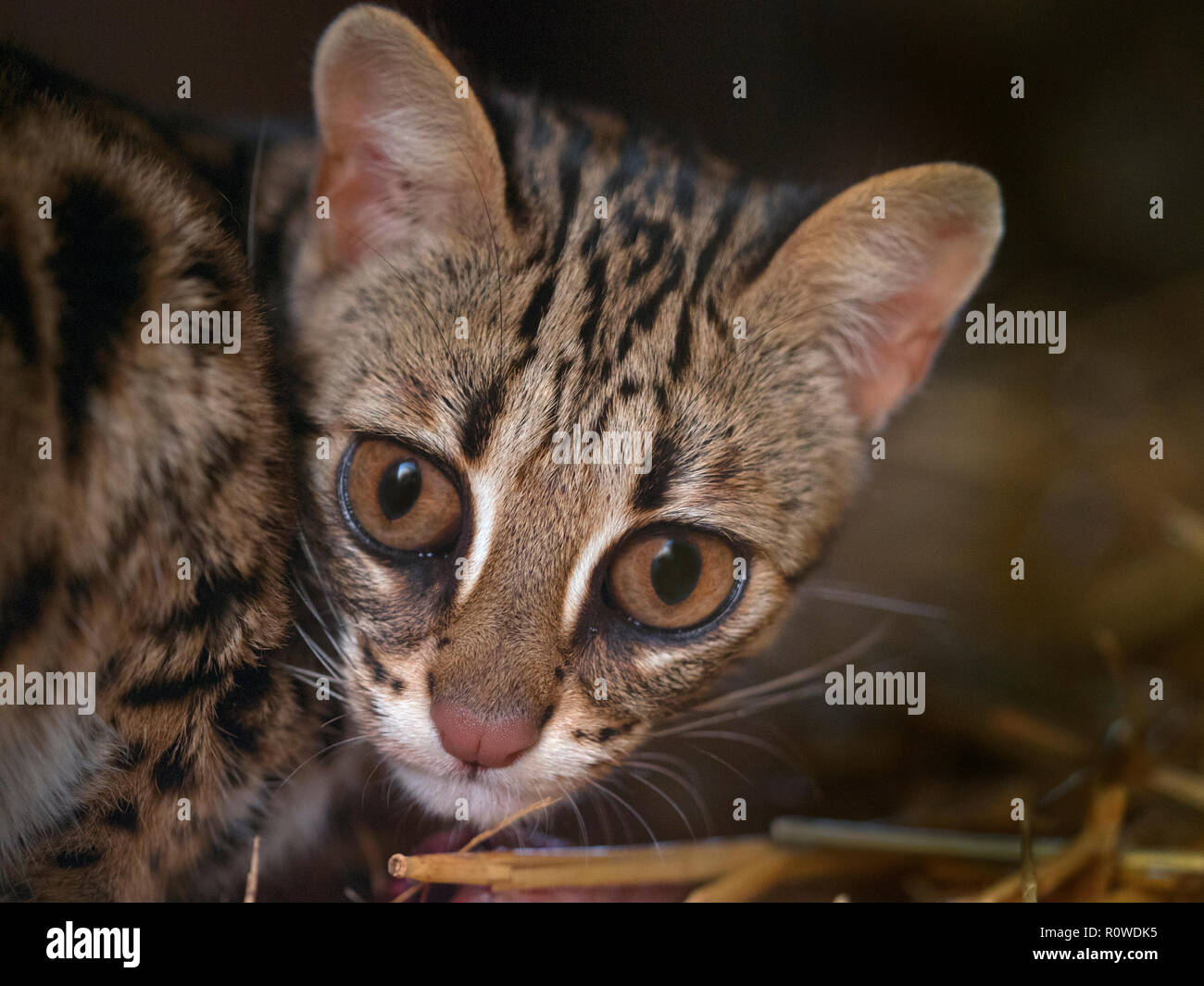 Asian Leopard Cat Prionailurus bengalensis Banque D'Images