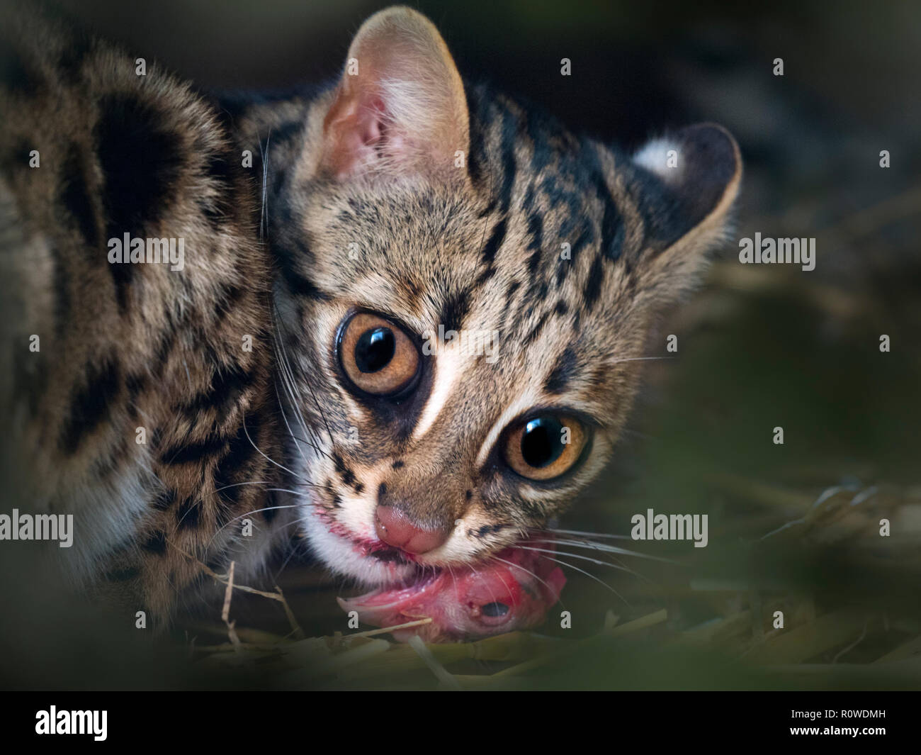 Asian Leopard Cat Prionailurus bengalensis Banque D'Images