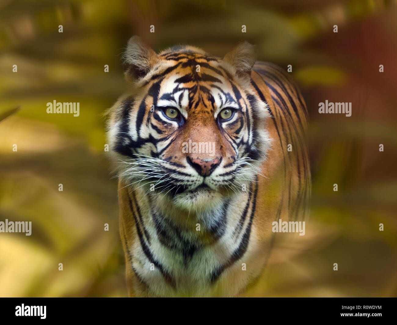 Tigre de Sumatra Panthera tigris sondaica prisonnier Banque D'Images