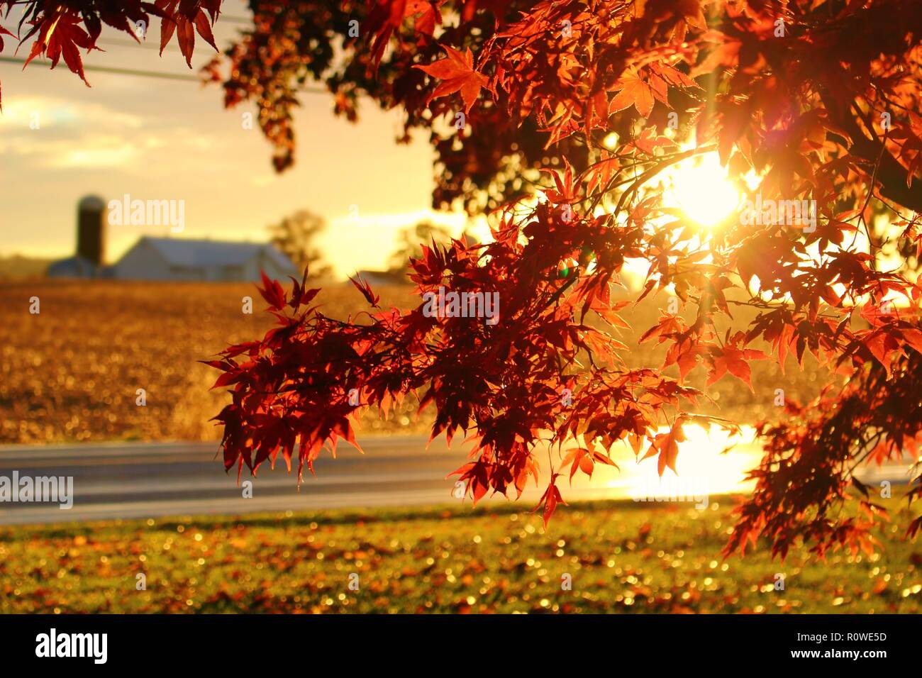 Le soleil du soir qui brillait à travers le quartier animé de l'automne les feuilles rouges en leur donnant un aspect brillant. Banque D'Images