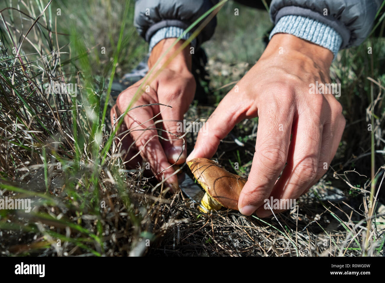 Libre d'un jeune homme de race blanche d'une cueillette de champignons chevalier jaune, également connu sous le nom de l'homme à cheval, sur une forêt Banque D'Images