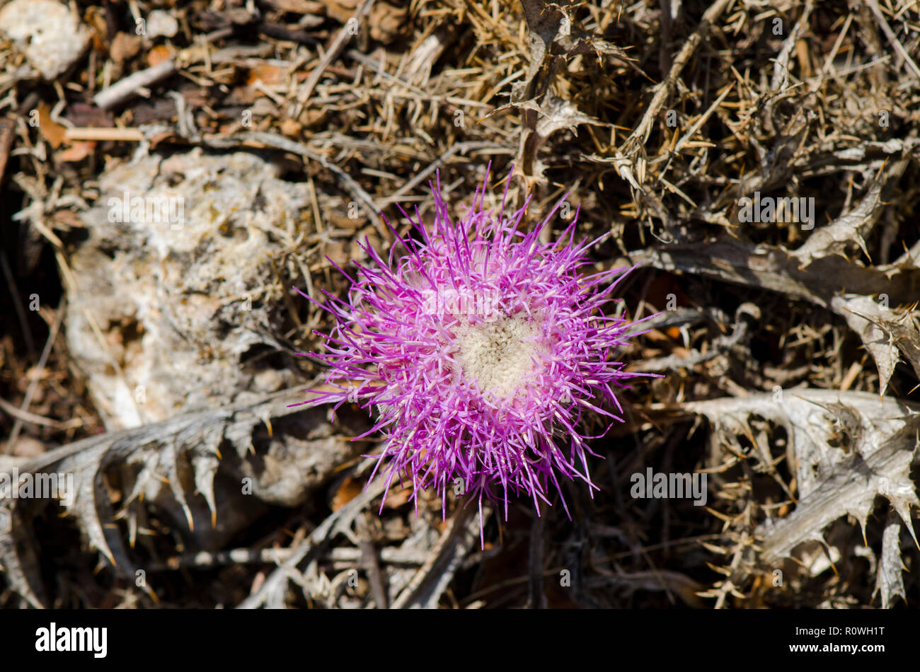 Carlina gummifera, verres atractylis fleur, chardon, Andlusia pin, Espagne. Banque D'Images