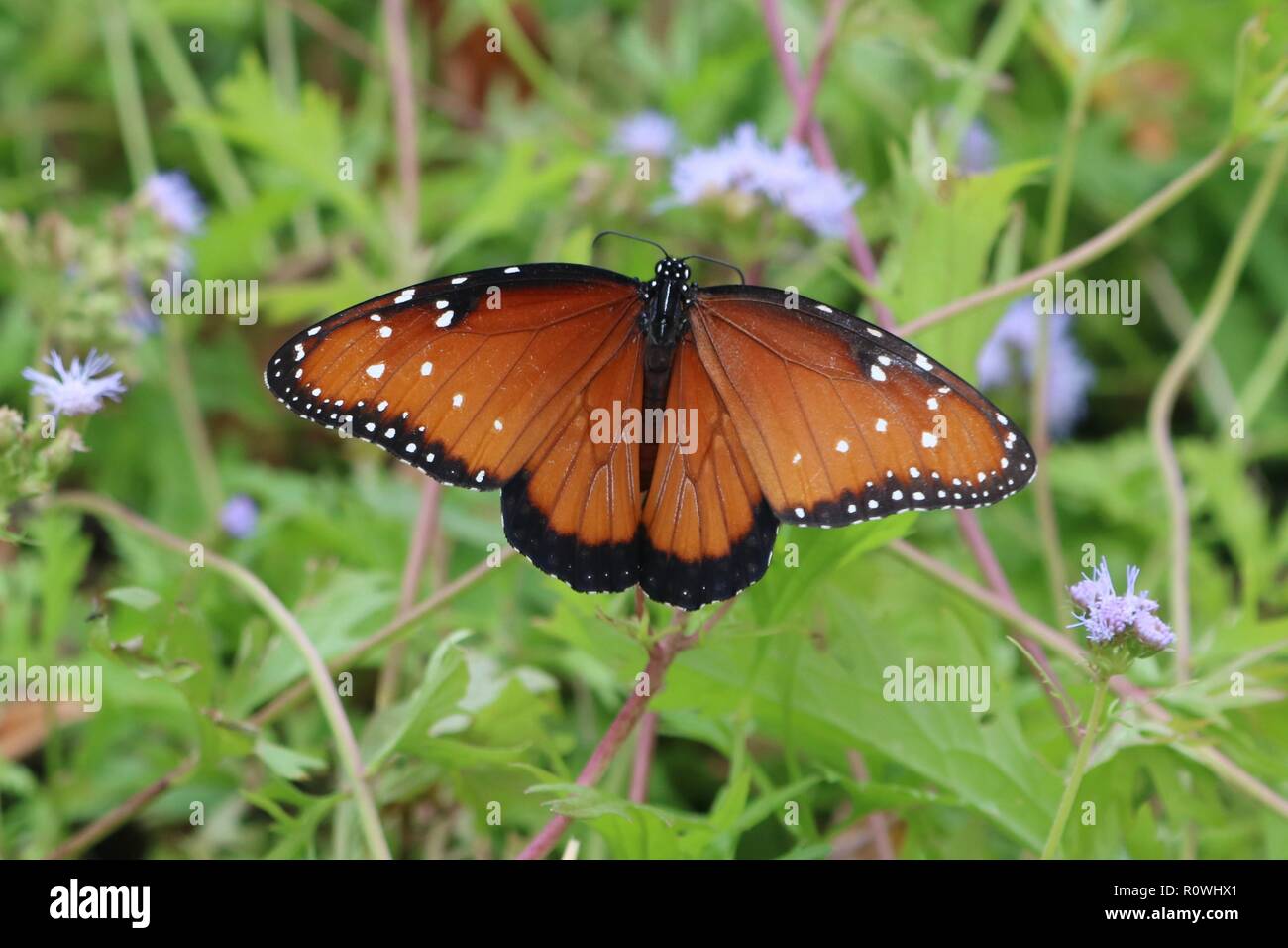 Libre d'un papillon monarque vu de l'arrière Banque D'Images