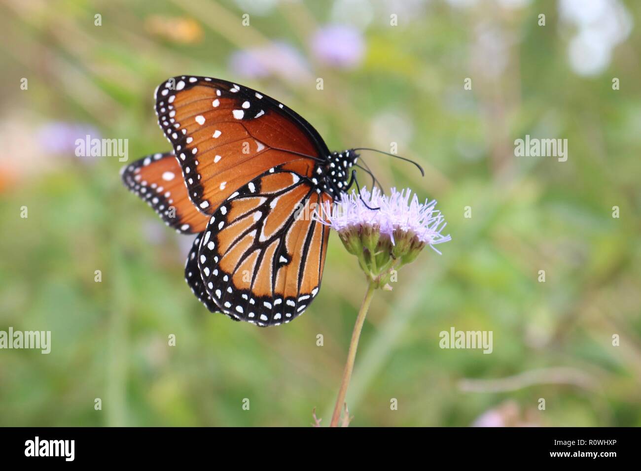 Libre d'un papillon sur une fleur pourpre sur le point de s'envoler Banque D'Images