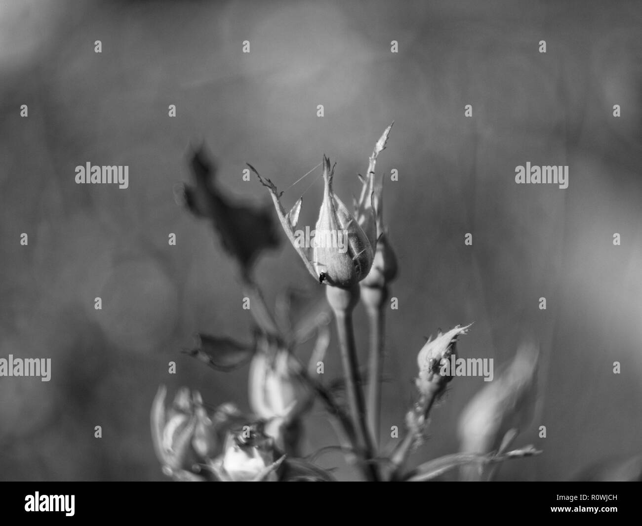 Les roses dans le jardin, photo en noir et blanc Banque D'Images