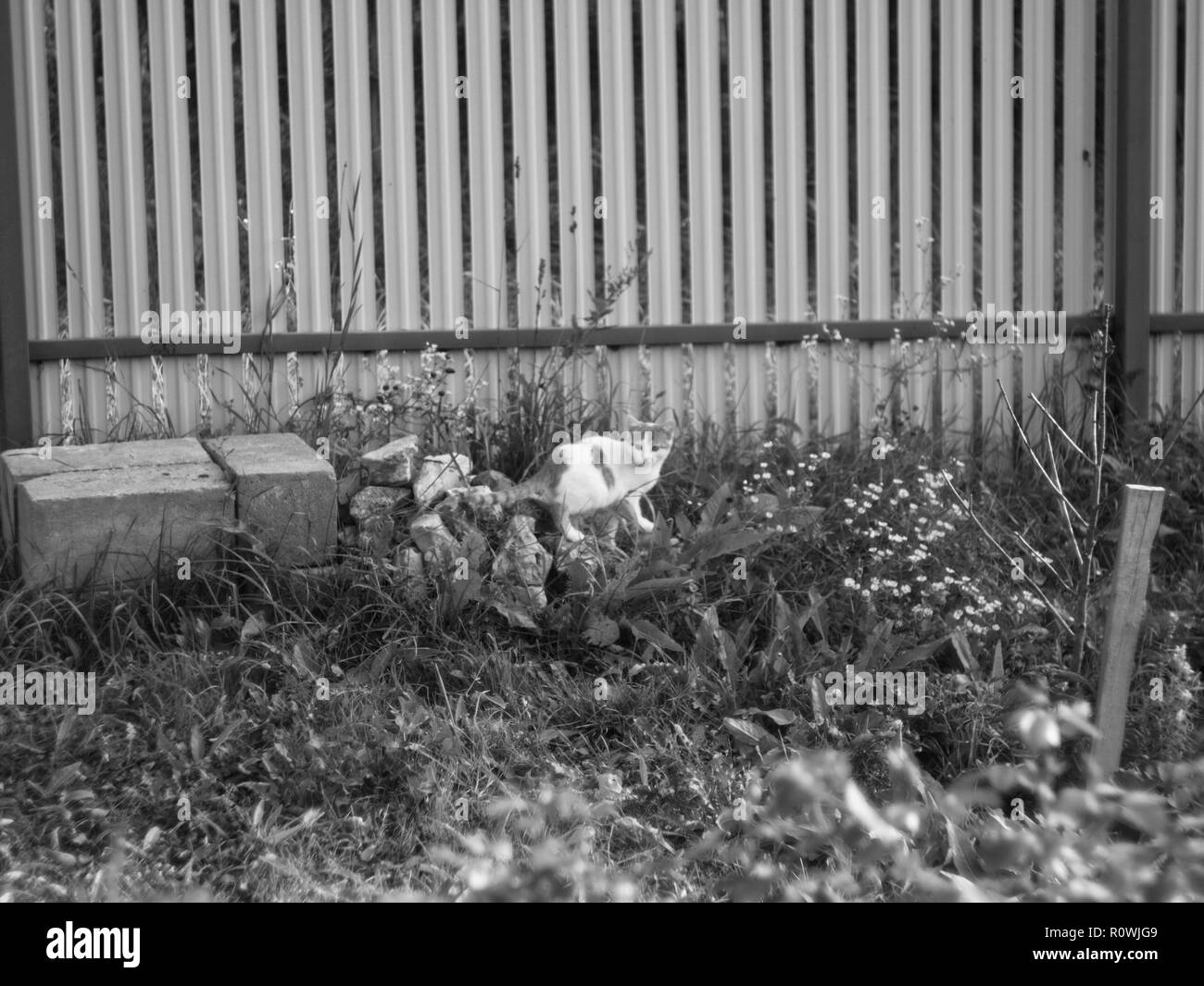 Demi-année-vieux chaton dans le jardin, photo en noir et blanc Banque D'Images