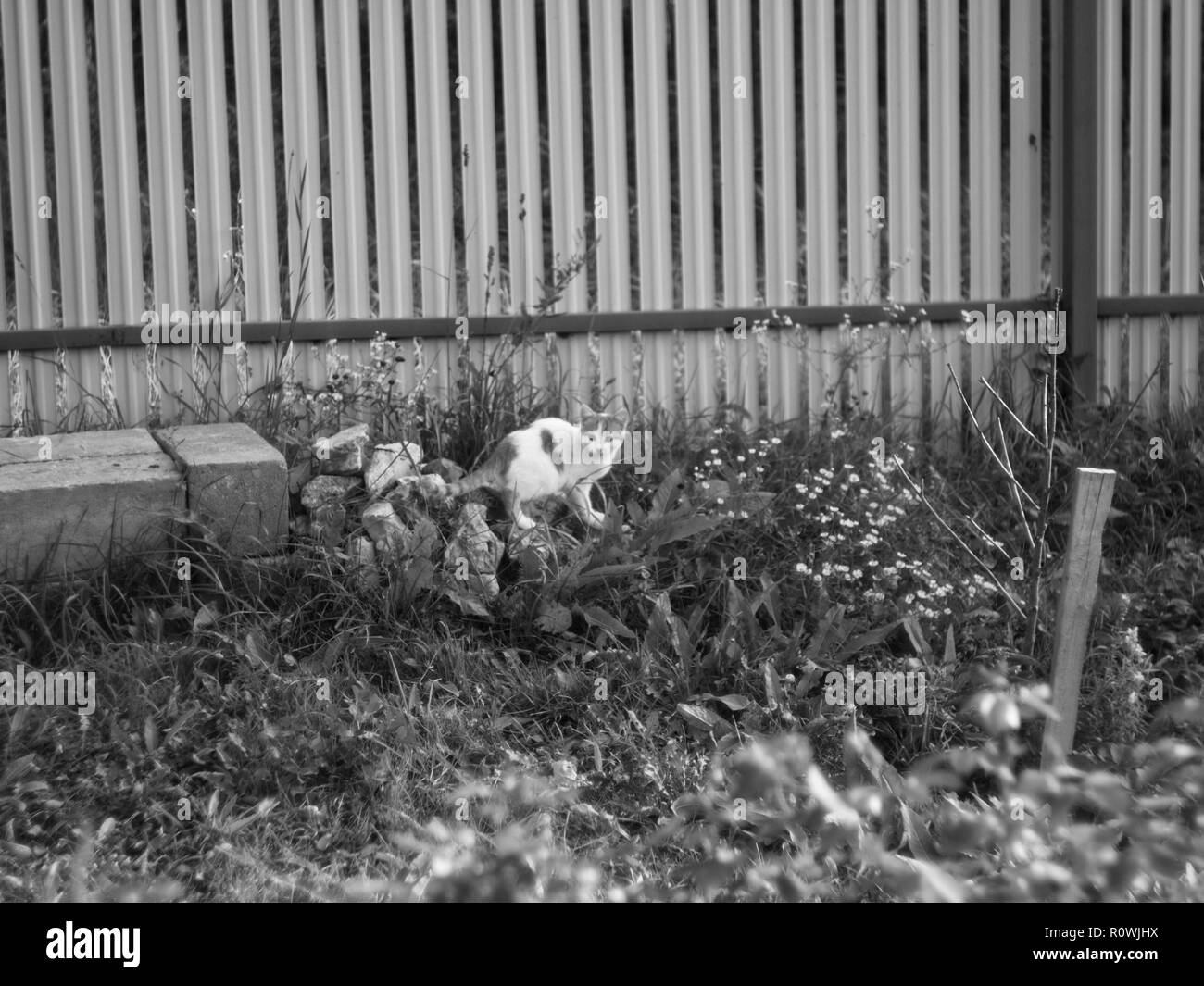 Demi-année-vieux chaton dans le jardin, photo en noir et blanc Banque D'Images
