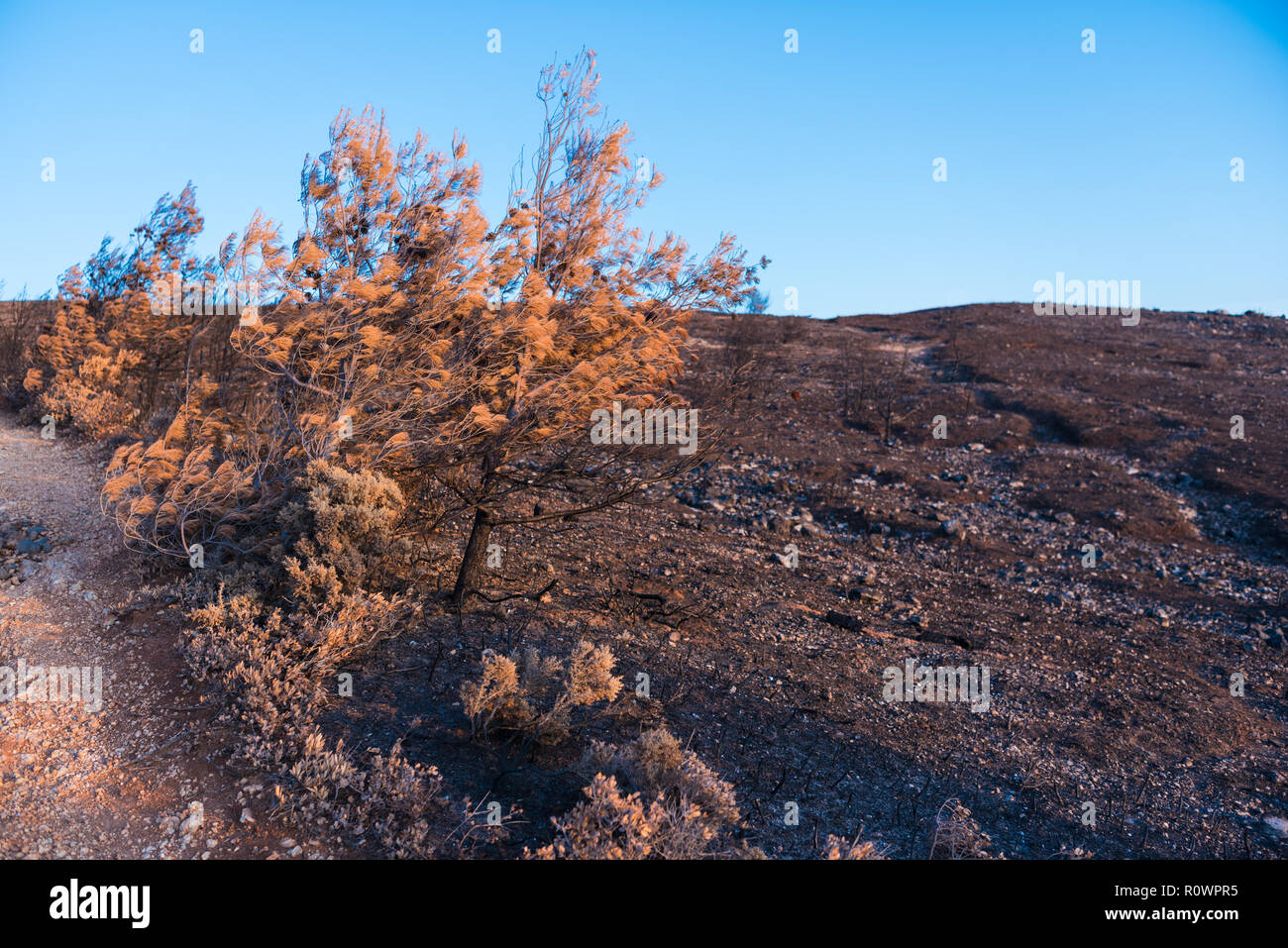 Guincho, Portugal - 26 octobre, 2018 : arbres brûlés restant après grande envergure debout sur colline précédemment couverts de forêts et de végétation près de Banque D'Images
