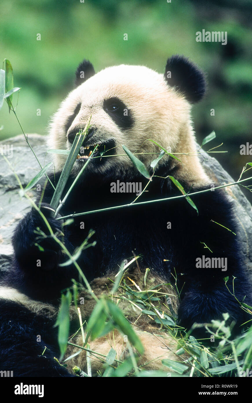 Asie, Chine, province du Sichuan Wolong ; ; ; réserve Wolong Chine Panda la faune ; mammifères ; les ours, le Panda Géant, espèce en voie de disparition ; manger le bambou. Banque D'Images