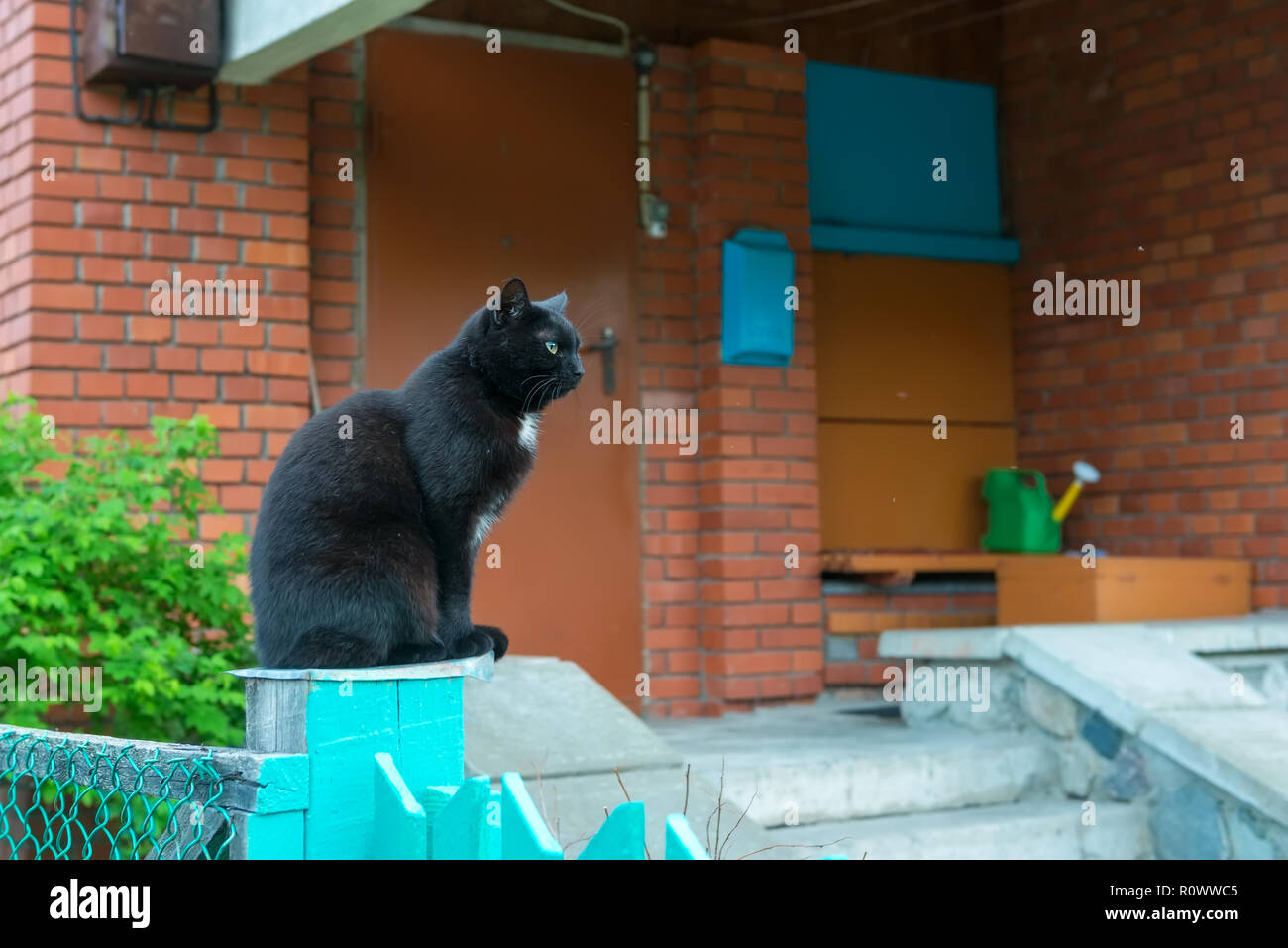 Chat noir se trouve en face du porche d'un immeuble résidentiel Banque D'Images