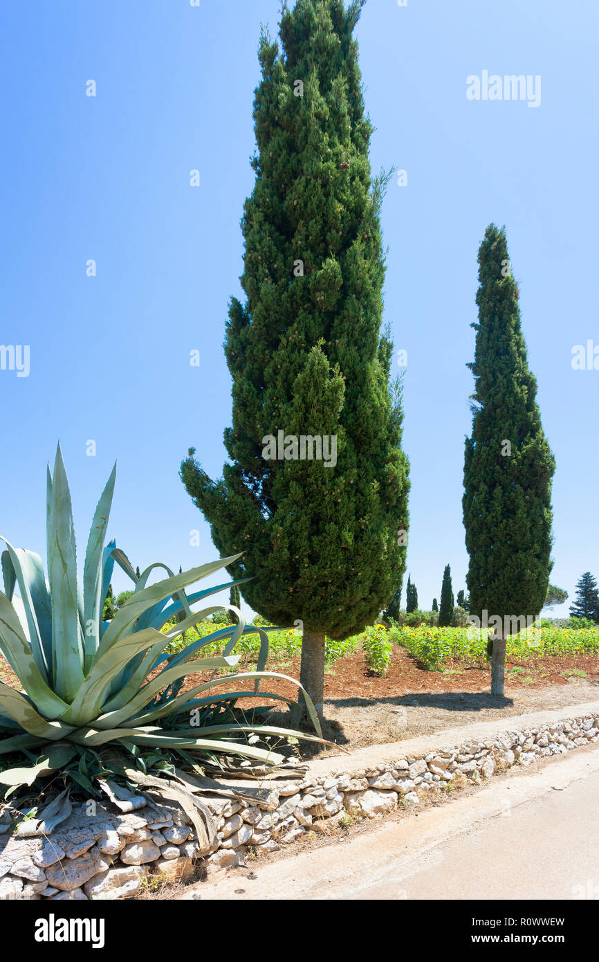 Santa Cesarea Terme, Pouilles, Italie - un cactus et un cyprès le long de la route de campagne Banque D'Images